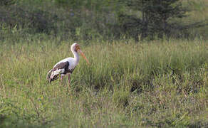 Painted Stork