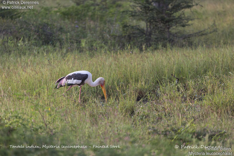 Painted Stork, identification, feeding habits