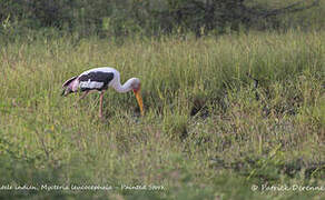 Painted Stork