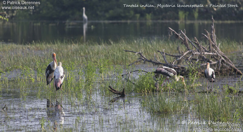 Painted Stork, habitat, fishing/hunting