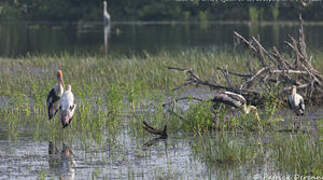 Painted Stork