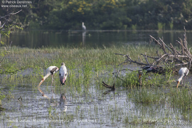 Painted Stork, identification, habitat, fishing/hunting