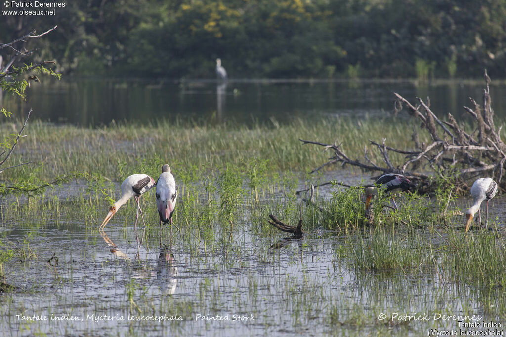 Tantale indien, identification, habitat, pêche/chasse