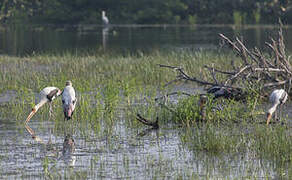 Painted Stork