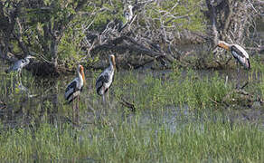 Painted Stork