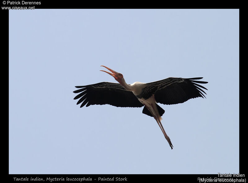 Painted Stork, Flight