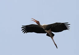 Painted Stork