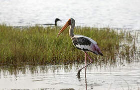 Painted Stork