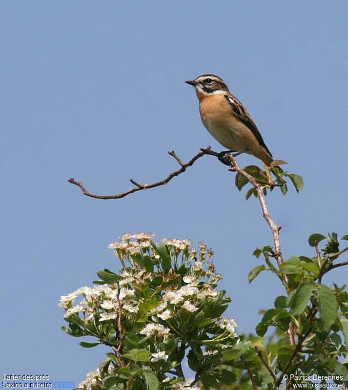 Whinchat male adult breeding