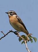 Whinchat