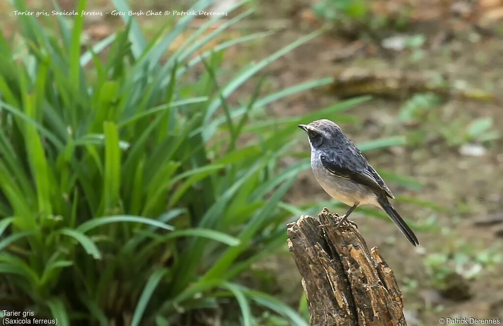 Grey Bush Chat