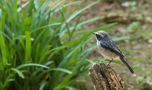 Grey Bush Chat