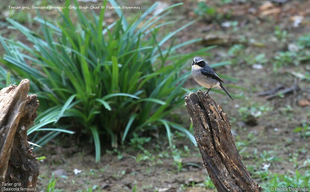 Grey Bush Chat