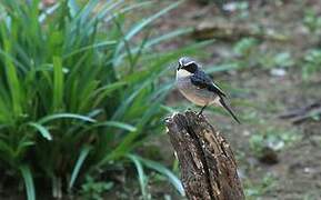 Grey Bush Chat