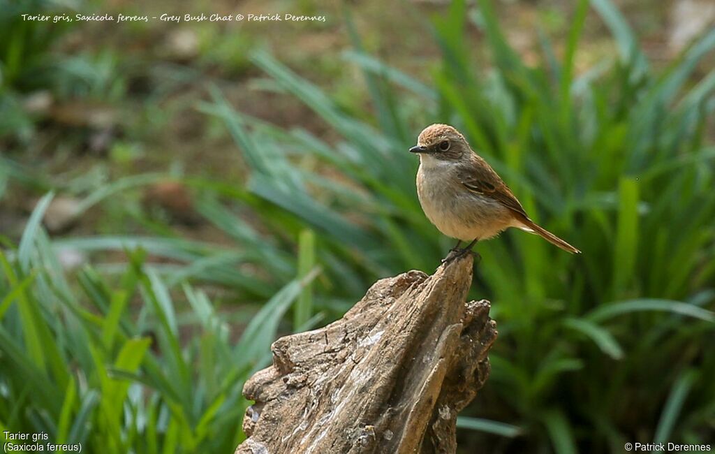 Grey Bush Chat