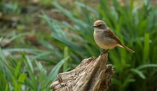 Grey Bush Chat