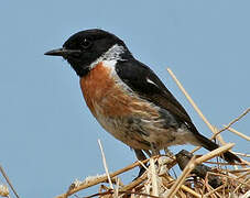 European Stonechat