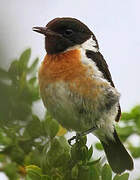 European Stonechat