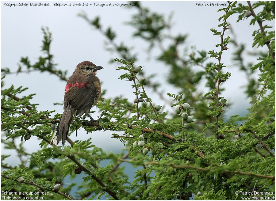 Rosy-patched Bushshrikeadult, identification