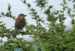 Rosy-patched Bushshrike