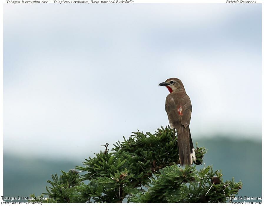 Rosy-patched Bushshrikeadult, identification