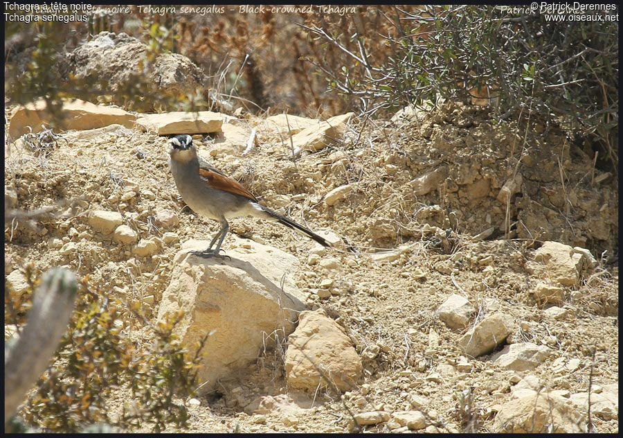 Black-crowned Tchagraadult, identification