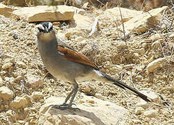 Black-crowned Tchagra