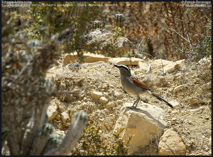 Black-crowned Tchagraadult, identification