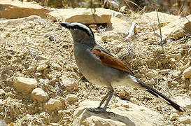 Black-crowned Tchagra