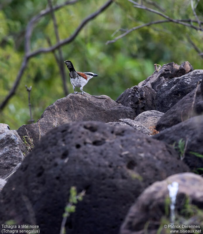 Black-crowned Tchagraadult, identification