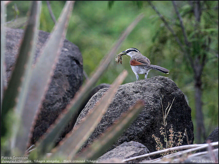 Black-crowned Tchagraadult, feeding habits, fishing/hunting, Behaviour