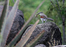 Black-crowned Tchagra