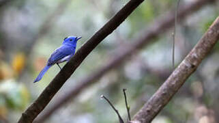 Black-naped Monarch