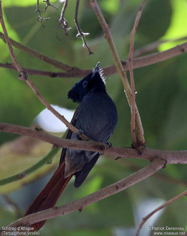 African Paradise Flycatcher female adult, identification