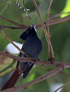 African Paradise Flycatcher