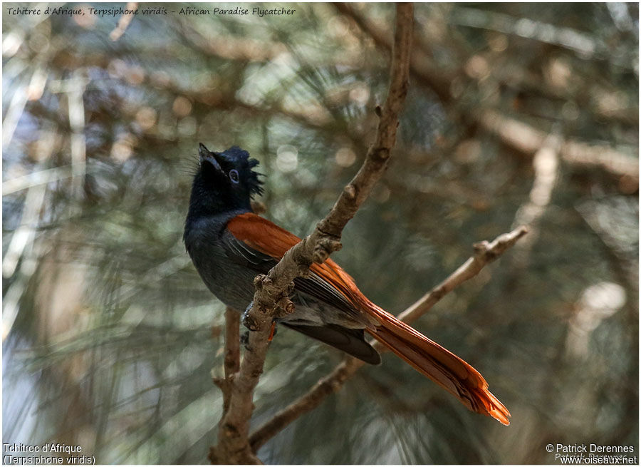 African Paradise Flycatcher female adult, identification