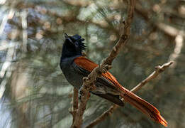 African Paradise Flycatcher