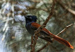 African Paradise Flycatcher