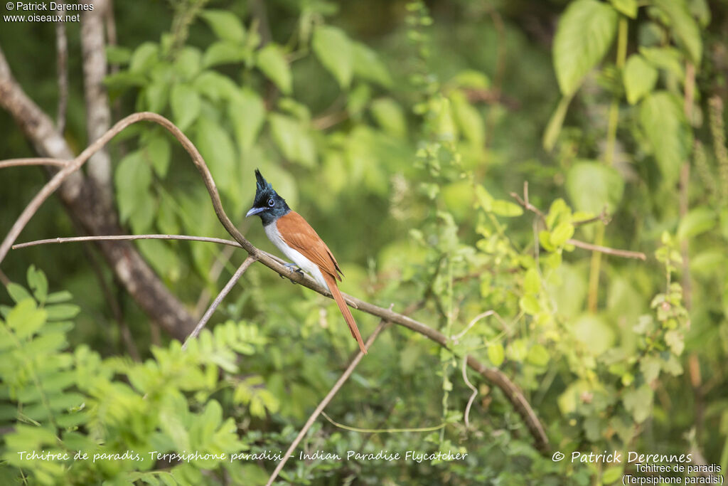 Indian Paradise Flycatcher female, identification, habitat