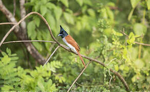 Indian Paradise Flycatcher