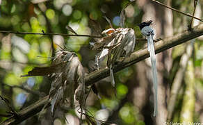 Indian Paradise Flycatcher