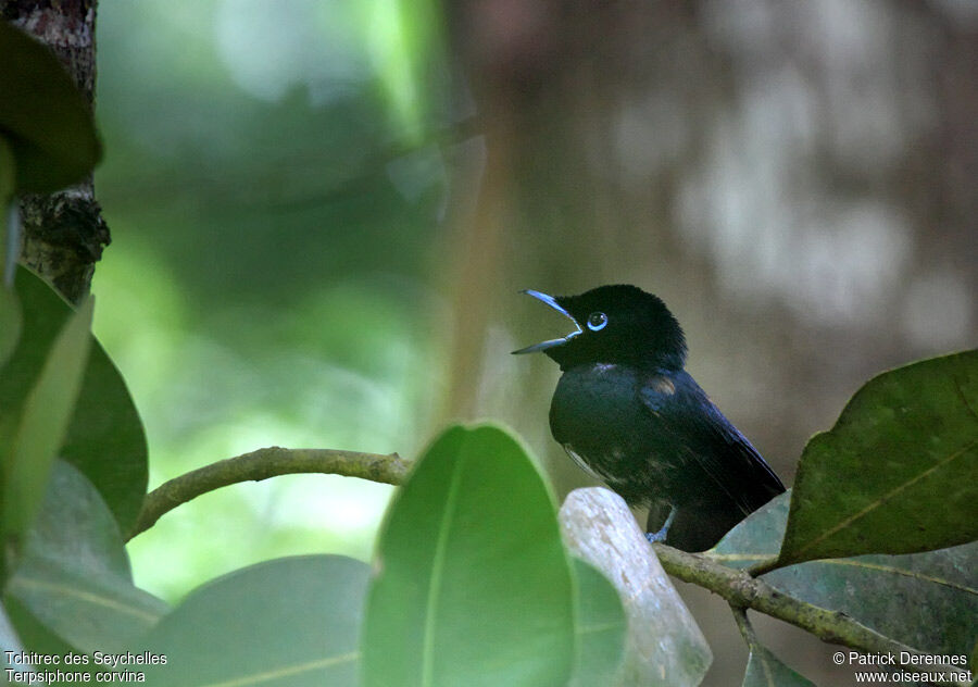 Seychelles Paradise Flycatcher male immature, identification, song