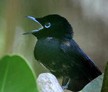 Seychelles Paradise Flycatcher