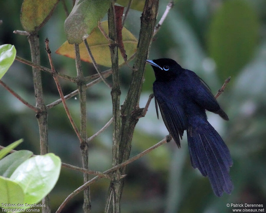 Seychelles Paradise Flycatcher male, identification