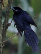 Seychelles Paradise Flycatcher