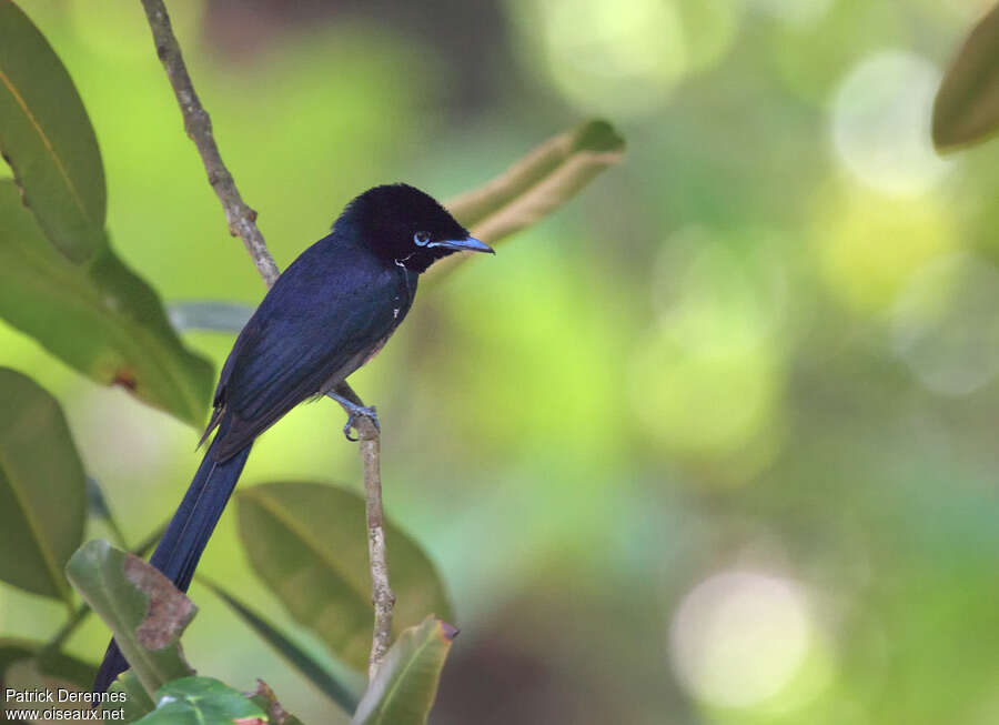 Seychelles Paradise Flycatcher male, identification