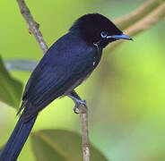 Seychelles Paradise Flycatcher