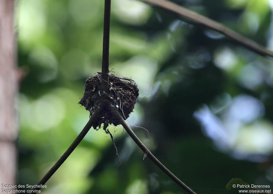 Seychelles Paradise Flycatcher, Reproduction-nesting