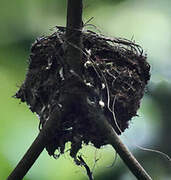 Seychelles Paradise Flycatcher