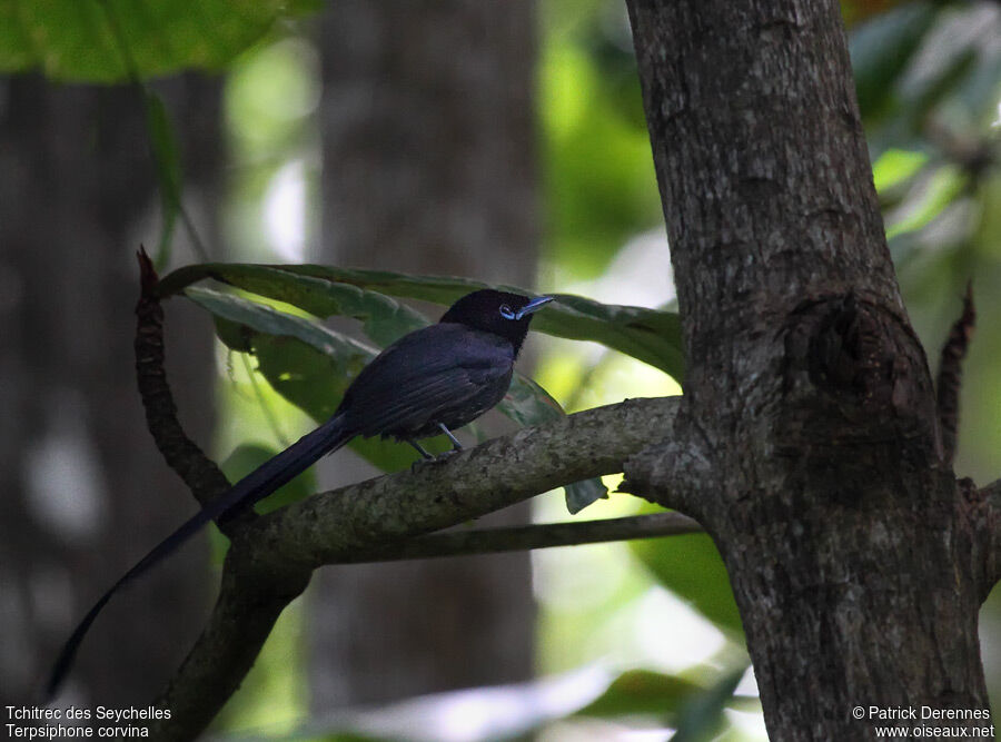 Tchitrec des Seychelles mâle adulte nuptial, identification